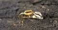 Silver Coffee Ring, Gold-Plated Sterling Silver Jewelry, Coffee Bean Ring, Gift for Her, Birthday Gift for Women, Handmade Jewelry-0